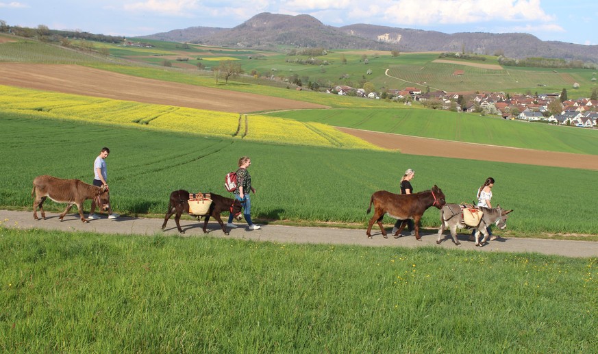 Picknick mit Esel Klettgau. Bild: Picknick-mit-esel.ch