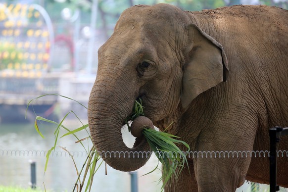 epa11546269 An elephant eats grass at the Hanoi zoo in Hanoi, Vietnam 12 August 2024. World Elephant Day is observed every year on 12 August. EPA/LUONG THAI LINH