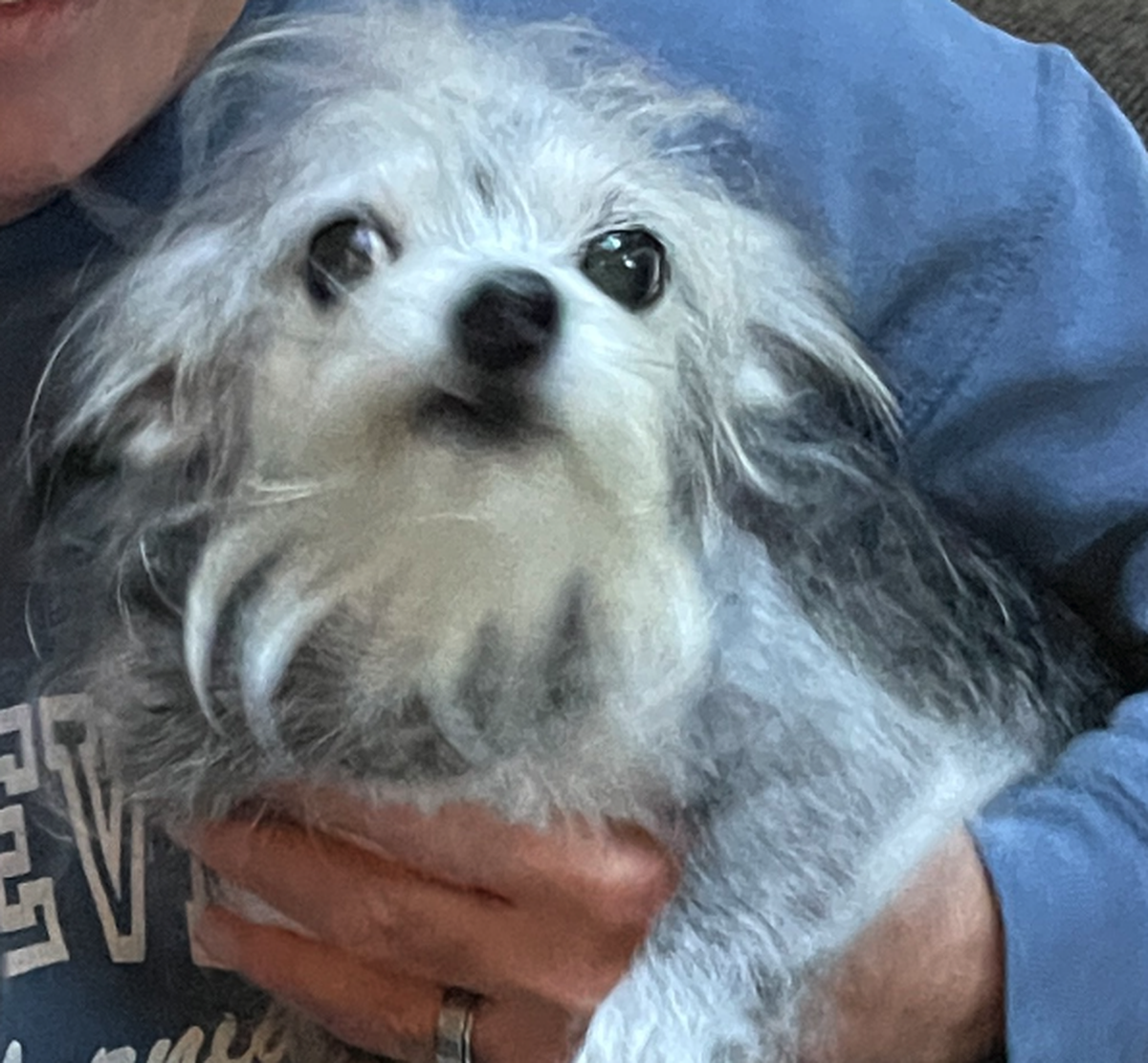 Selon le site du concours, Ozzie est «un adorable et joyeux terrier de 10 ans avec une queue d'hélicoptère». Il a un petit problème de comportement, qui s'est probablement déclenché pendant sa vie dan ...