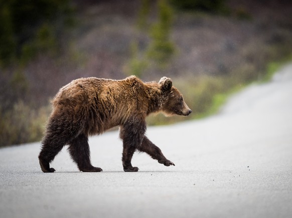 Bär, Kanada