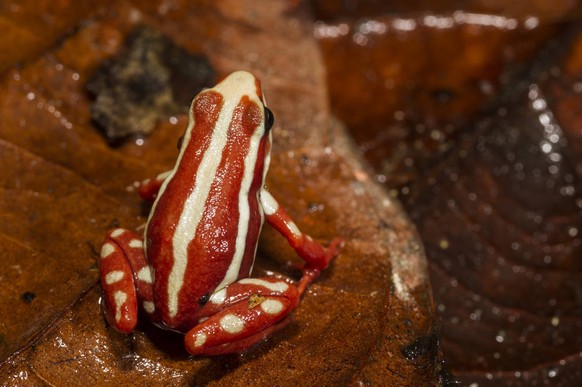 Anthony s Poison Arrow Frog (Epipedobates anthonyi) CAPTIVE, South West ECUADOR. South America RANGE: Peru, Ecuador, Epibatidine skin secretions used in medical research PUBLICATIONxINxGERxSUIxAUTxONL ...