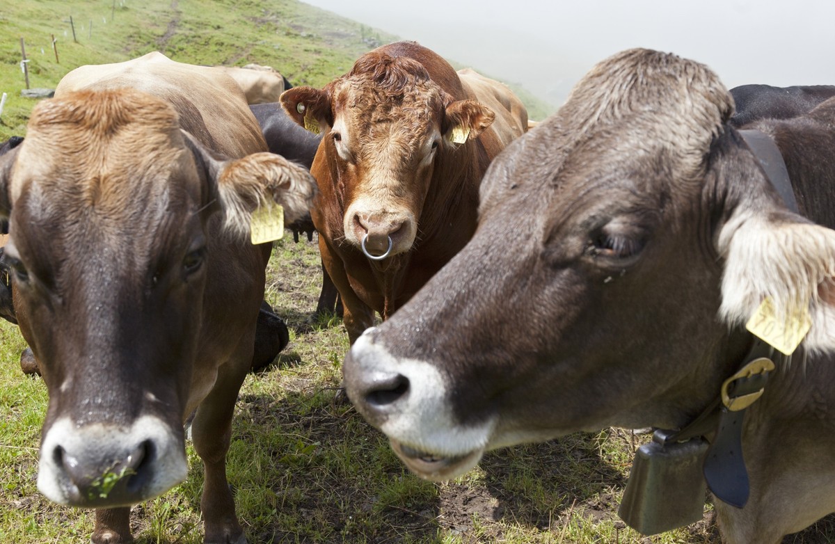 Mutterkuehe weiden mit ihren Kaelbern und einem Stier, Mitte, auf der Alp Zavragia in Obersaxen, am Montag, 2. Juli 2012. (KEYSTONE/Arno Balzarini)
