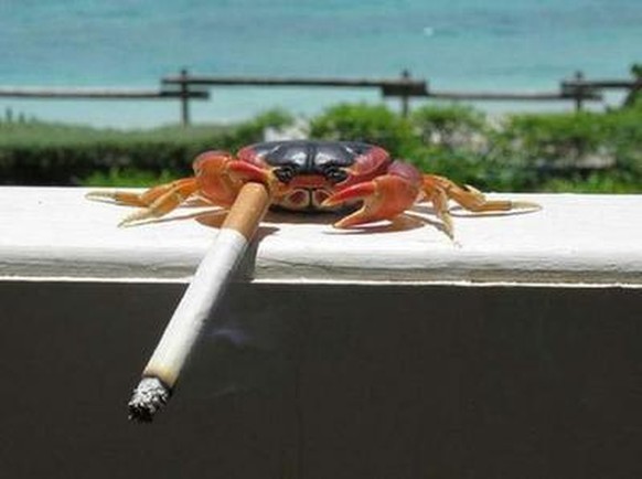 Krabbe mit Zigarette
Cute News
http://www.newschoolers.com/forum/thread/617141/ATTENTION-PHOTOSHOP-WIZARDS-----