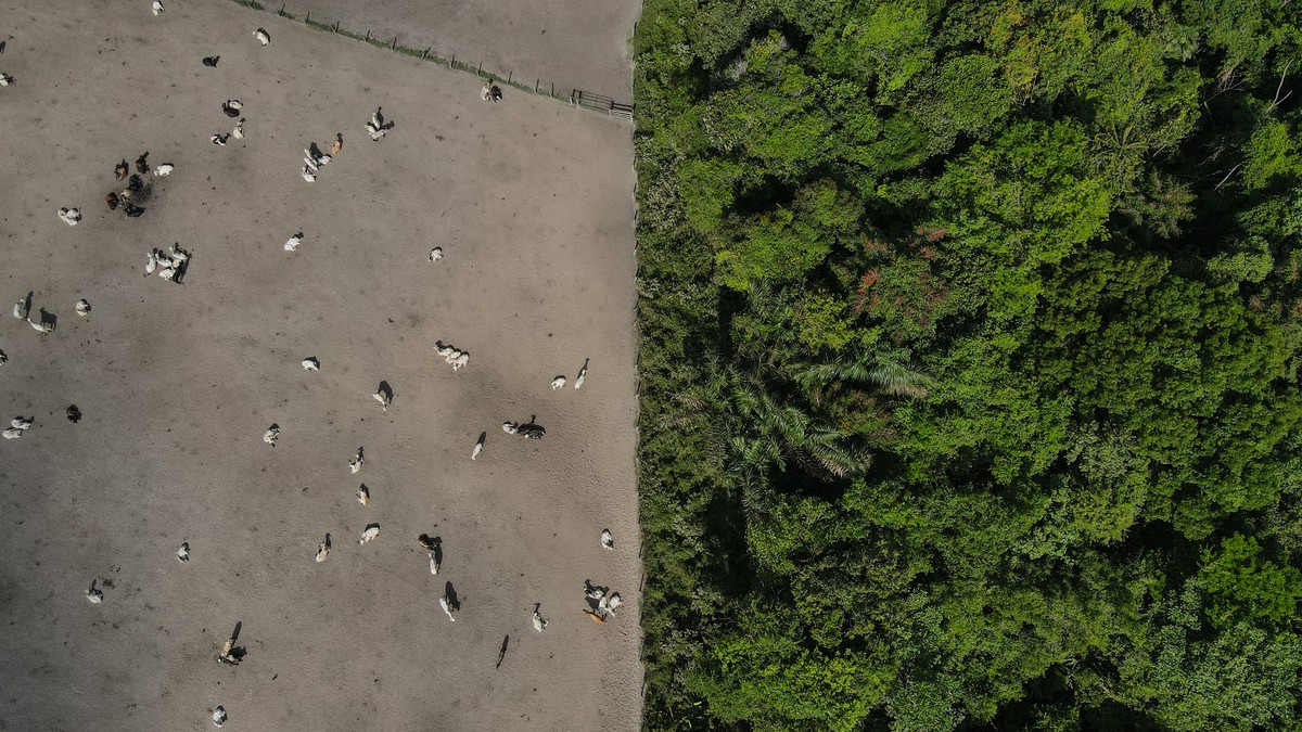 Une vue aérienne montre la forêt amazonienne divisée par une zone d'élevage de bétail.