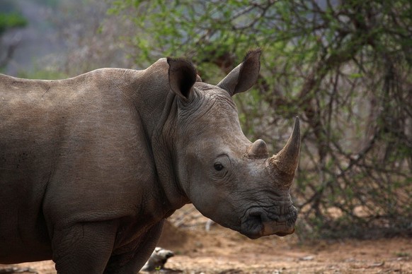 Ein Breitmaulnashorn im Hluhluwe-Imfolozi Nationalpark, Provinz KwaZulu-Natal, Südafrika.