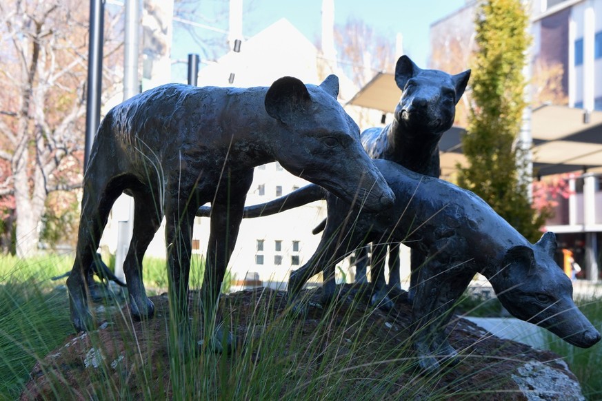 Statuen von Tasmanischen Tigern, ausgestellt im tasmanischen Ort Launceston.