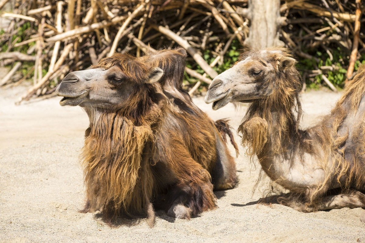 Zwei Hauskamele geniessen die Sonne im Zuercher Zoo am Sonntag, 8. Juni 2014. (KEYSTONE/Patrick B. Kraemer)