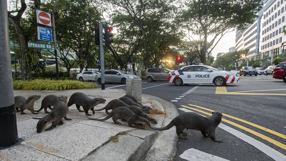 210303 -- SINGAPORE, March 3, 2021 -- A pack of wild smooth-coated otters, nicknamed the Zouk family, crosses Penang Road in Singapore on March 3, 2021, the World Wildlife Day. The Zouks, a well-known ...