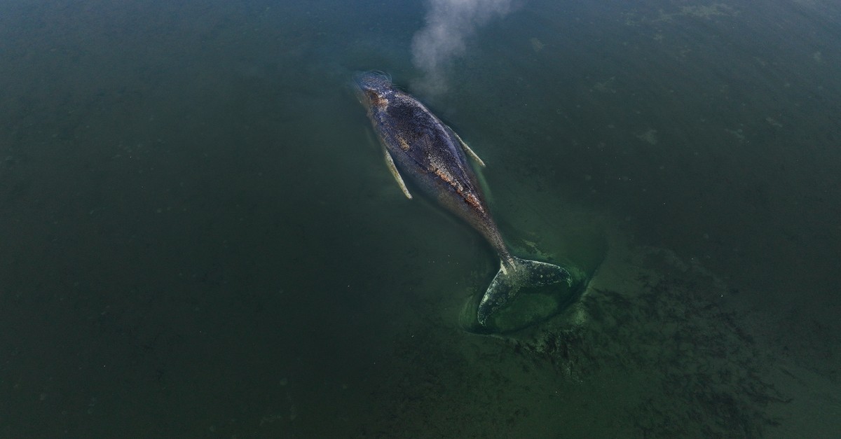 So läuft die Sterbebegleitung für Buckelwal «Timmy» ab