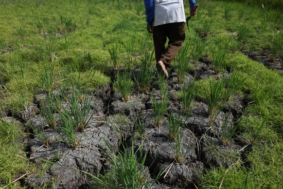 epa13201760 Cracks are seen in the rice fields due to the long drought in Darul Imarah, Aceh Besar, Indonesia, 31 August 2026. Aceh Meteorological Station (BMKG) has issued a public warning that most  ...