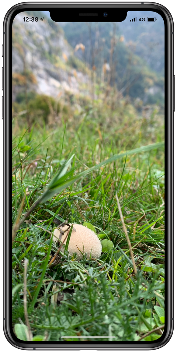 Nicht das Ei des Kolumbus, sondern ein «Fuchsfurz», besser bekannt als Bovist. iPhone-Fotografen müssen sich an ein neues Zeitalter gewöhnen.