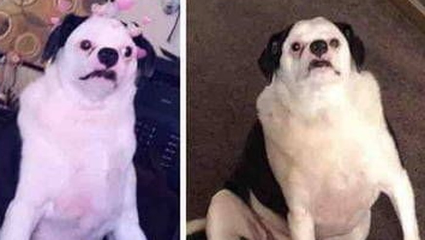Tier-Fails, Tier-Wins – in den heutigen Cute News ist alles dabei!