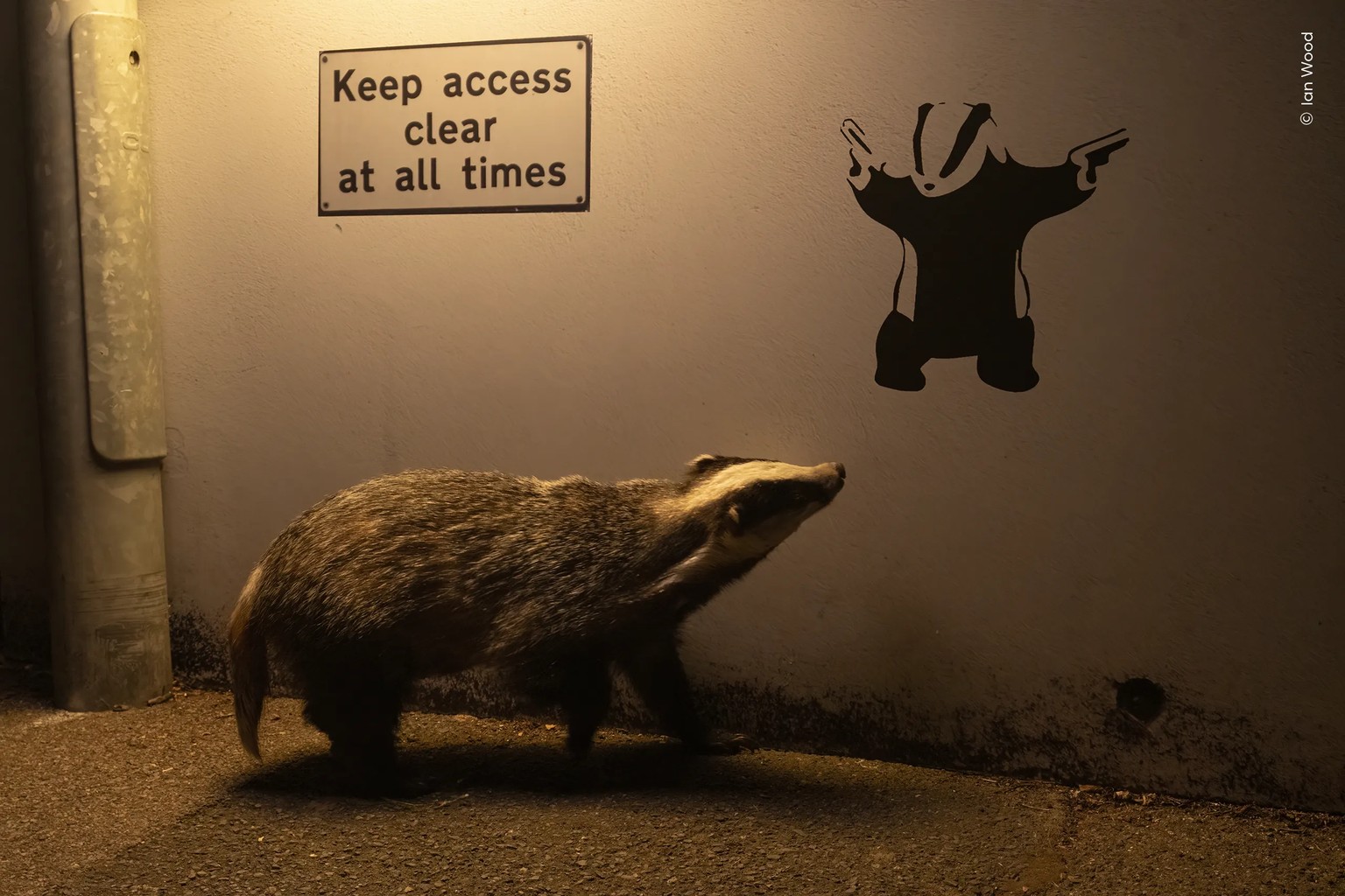 No Access.

An ambling Eurasian badger appears to glance up at badger graffiti on a quiet road in St Leonards-on-Sea, England, UK.

Residents had been leaving food scraps on the pavement for foxes. Bu ...