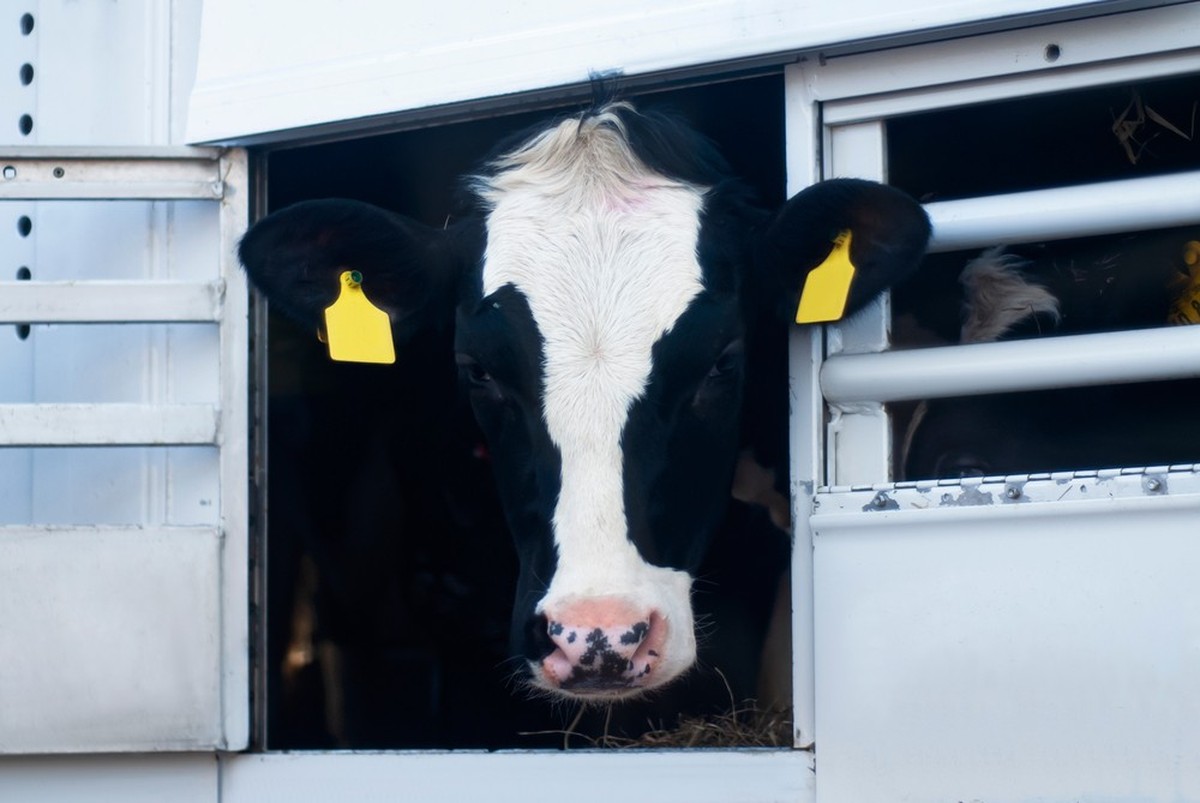 Les animaux pourront être transportés le dimanche et la nuit en Suisse