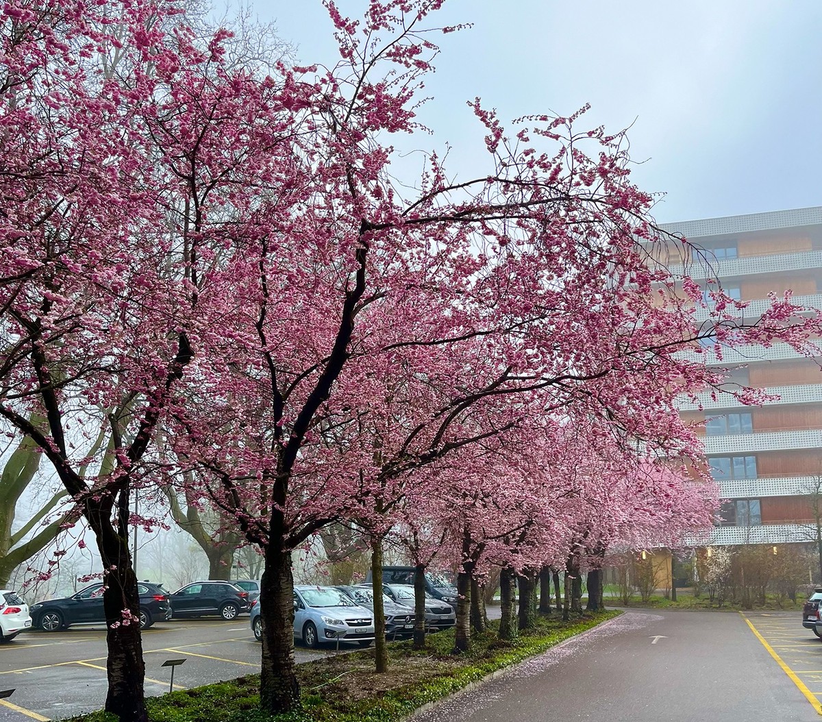 Kirschblüten Rauszeit uster Frühling 2024 (19. März 2024) Schweiz