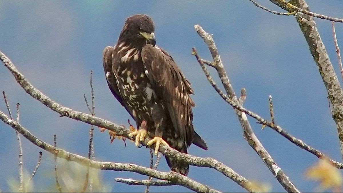 Seeadler am Zürichsee