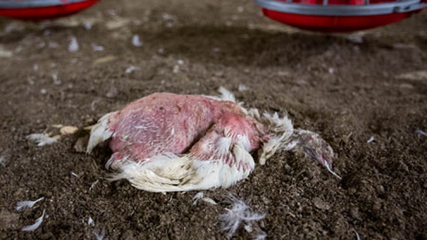 Immer wieder gibt es Tierschützer, die in Ställe einbrechen, um Missstände aufzudecken.