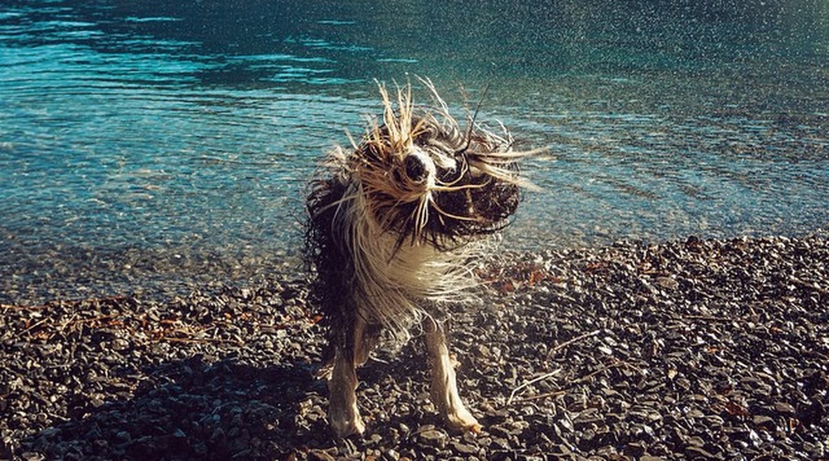 Hund am Walensee, von einem Instagram-Star fotografiert.