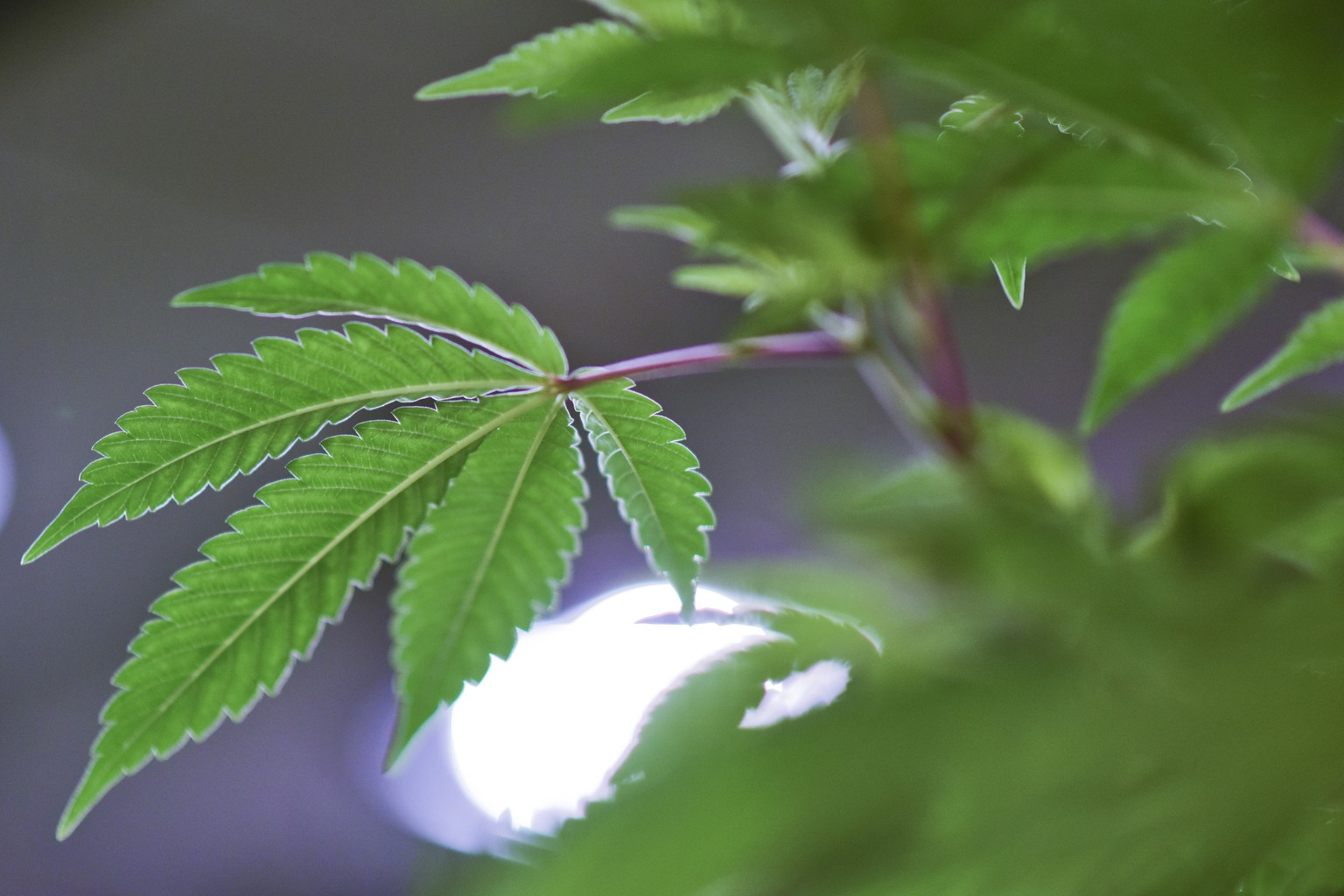 A marijuana plant grows at Fotmer SA, an enterprise that produces cannabis for medical use, in Montevideo, Uruguay, Tuesday, Jan. 29, 2019. In December, Uruguayan President Tabare Vazquez inaugurated  ...