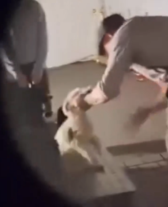 Hunde Misshandlung Europa-Park