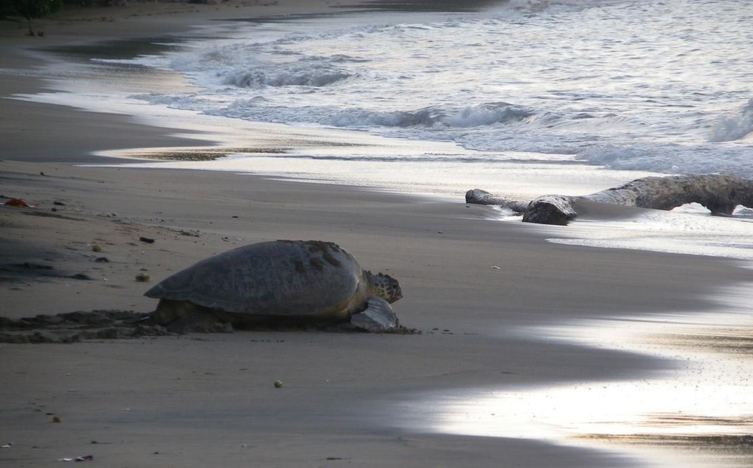 Wie Wesen aus der Urzeit: Eine Meeres-Schildkröte kehrt nach der Eiablage ins ihr Element zurück.