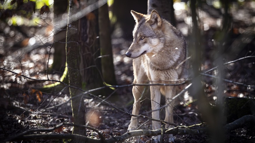 Ein Wolf im Wildpark Bruderhaus, aufgenommen am Montag, 5. Februar 2024 in Winterthur. (KEYSTONE/Michael Buholzer)