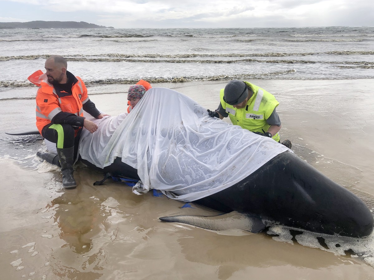 epa08689706 A handout photo made available by Tasmania Police on 23 September 2020 shows efforts to rescue hundreds of pilot whales stranded off Tasmania's remote west coast, at Macquarie Harbour ...