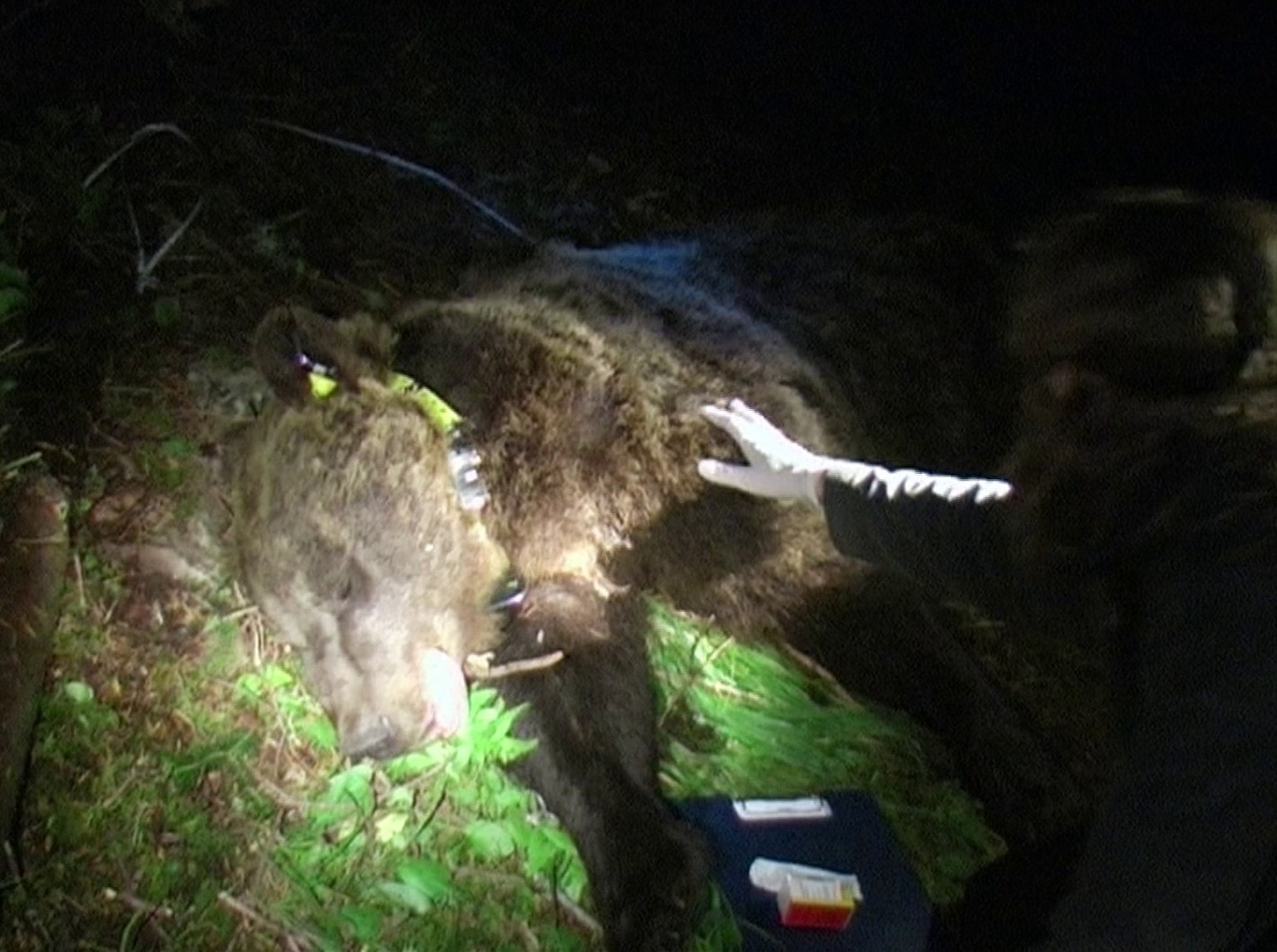 Bären, die sich Menschen gegenüber auffällig verhalten, werden wie hier «Jurka» im Trentino narkotisiert und mit einem Halsbandsender versehen, um sie eng zu überwachen. Als sie zu aufdringlich wurde, ...