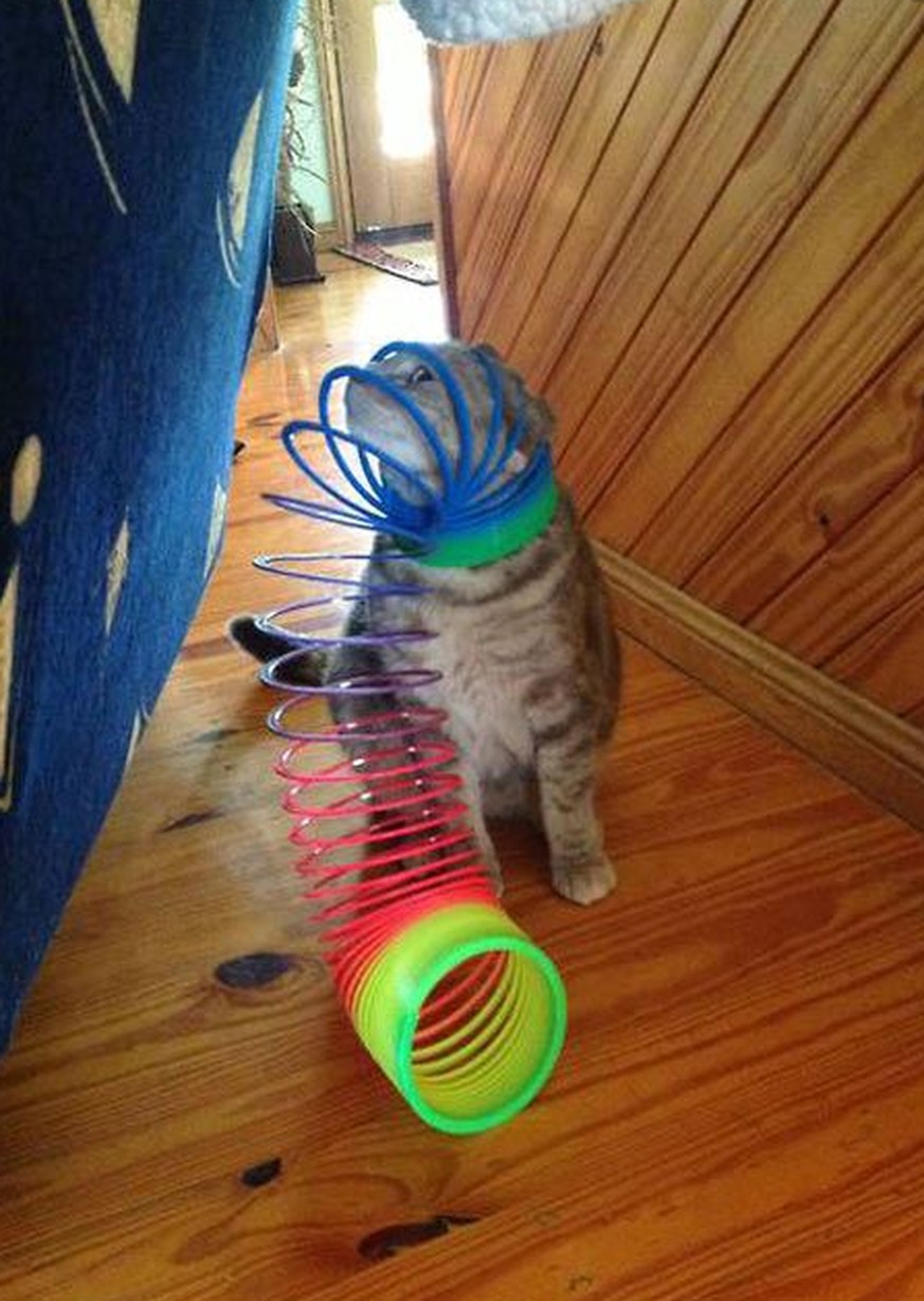 Mensch, ich brauche deine Hilfe: 12 Katzen, die so richtig feststecken