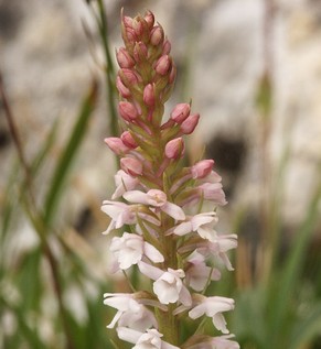 Testblume: der Wohlriechende Händelwurz.&nbsp;