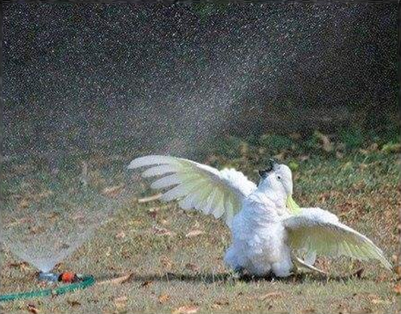 Kakadu, Vogel
Cute News
http://imgur.com/gallery/1UNi1