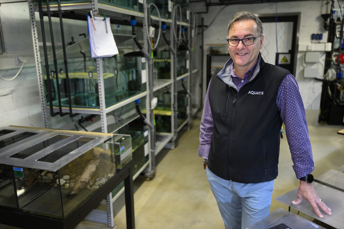 Aquatis Director Michel Ansermet is photographed in the nursery where 40 Calabrian alpine newts (Ichthyosaura alpestris inexpectata) collected in Calabria, Italy, are breeding to save the species and  ...