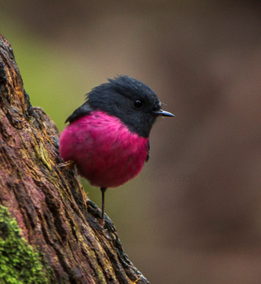 Pink Robin