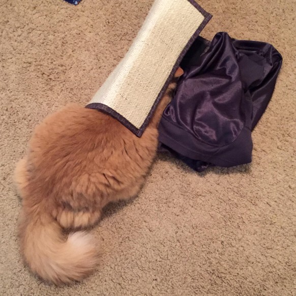 Katze verstecken
https://imgur.com/gallery/nXOMw