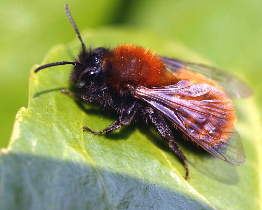 Rotpelzige Sandbiene (Andrena fulva)
https://de.wikipedia.org/wiki/Wildbiene#/media/File:Andrena_fulva01.jpg