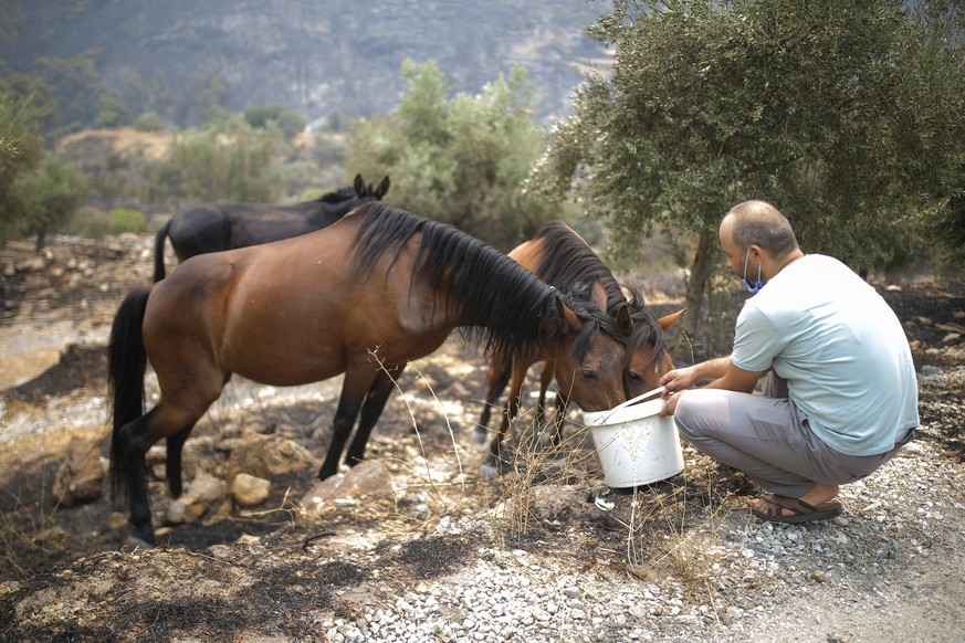 A man gives water to wilde horses in Akcayaka village in Milas area of the Mugla province, Turkey, Friday Aug. 6, 2021. Thousands of people fled wildfires burning out of control in Greece and Turkey o ...