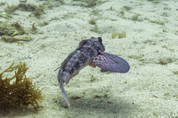 Chelidonichthys spinosus
Roter Stachelknurrhahn
Spiny red gurnard