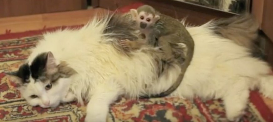 Wenn Tiere andere Tiere adoptieren: Die Katze und ihr Baby-Äffchen