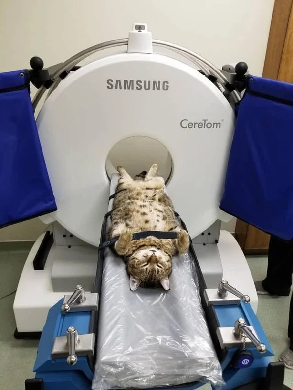 cute news tier 

https://www.reddit.com/r/Damnthatsinteresting/comments/1kbzx09/some_of_my_favorite_images_of_animals_getting_ct/#lightbox