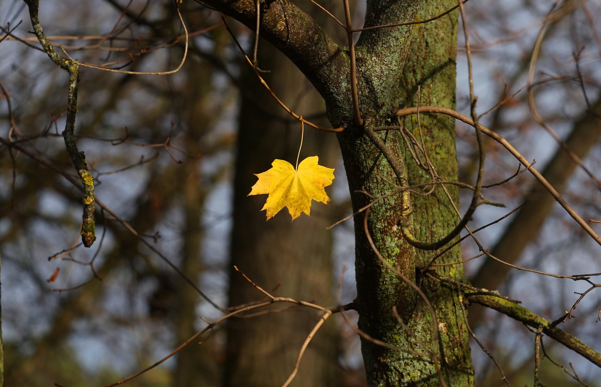 epa12484524 A single yellow leaf clings on a tree at Dubrovitsy Park on an autumn day in Podolsk, outside Moscow, Russia, 26 October 2025. EPA/MAXIM SHIPENKOV