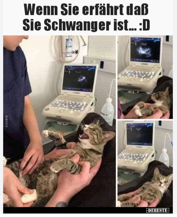 Picdump 152 – ein Meme kommt selten allein\nIrgendwie Cutedump.