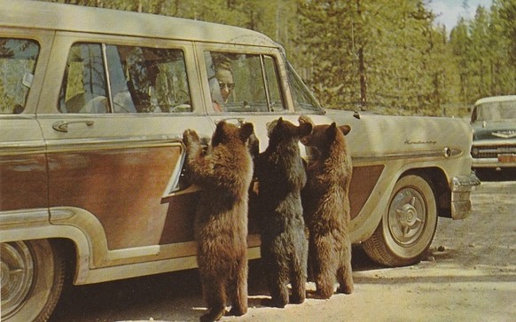 Yellowstone National Park in the late 1950s. Bear cubs beg for food. 

https://www.ebay.com/itm/354709121081