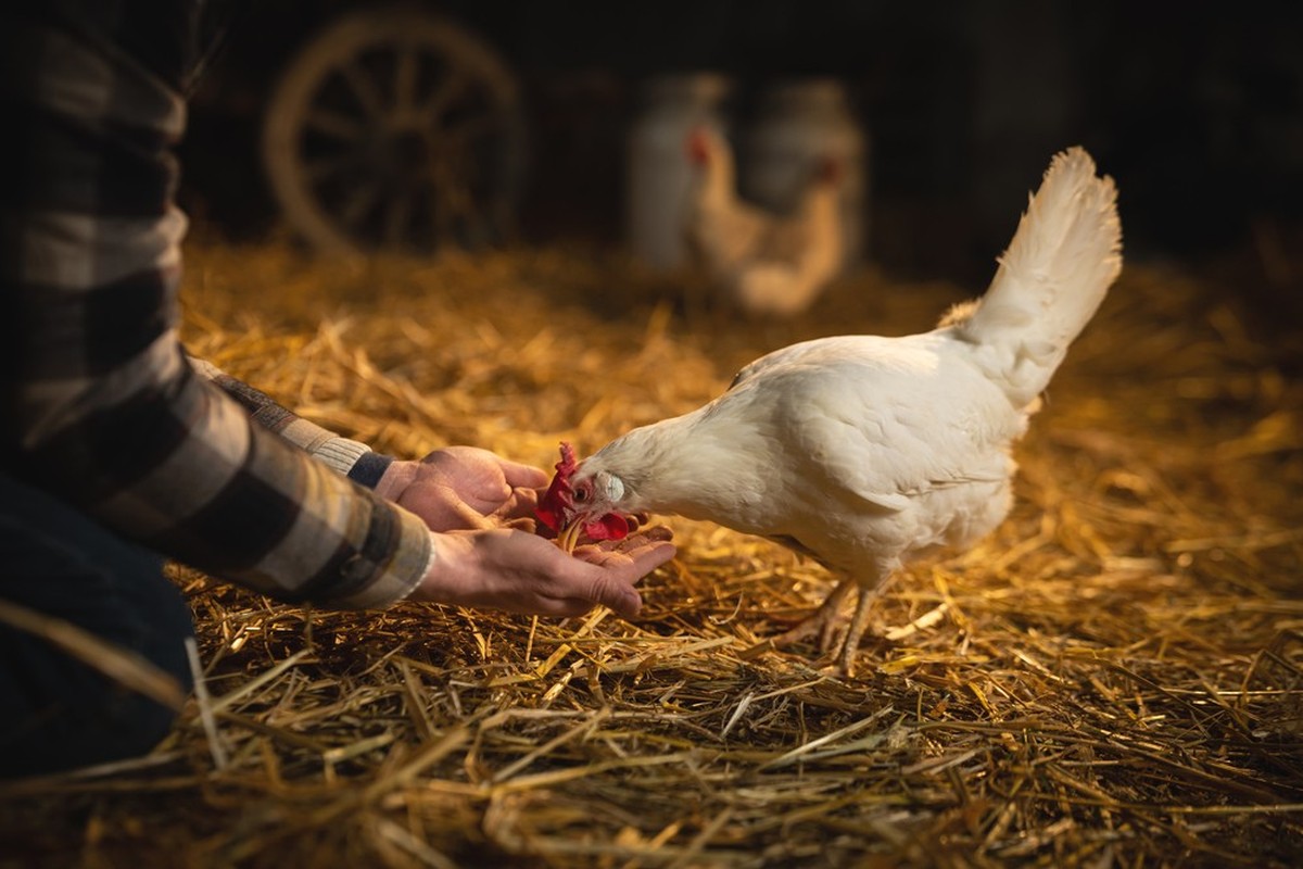 Ein Huhn wird im Stall gefüttert.