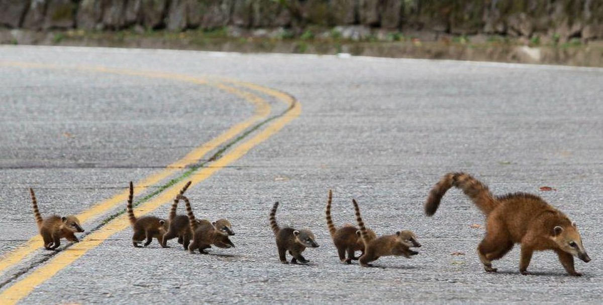 Nasenbär
Cute News
https://imgur.com/gallery/QT6K5aw
