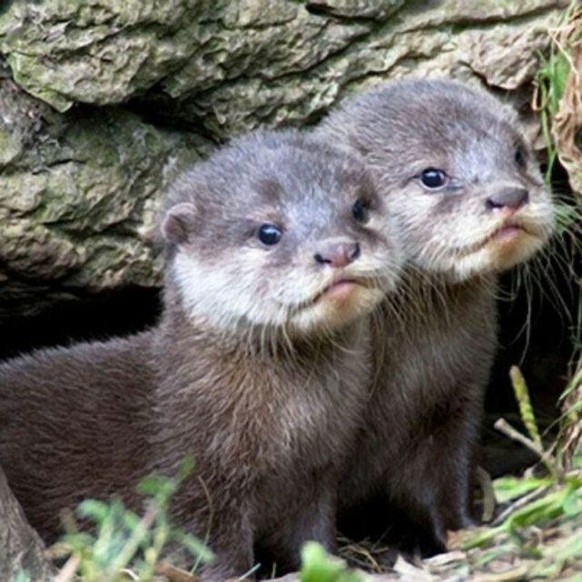 cute news tier otter

https://imgur.com/t/otter/huEHWTP
