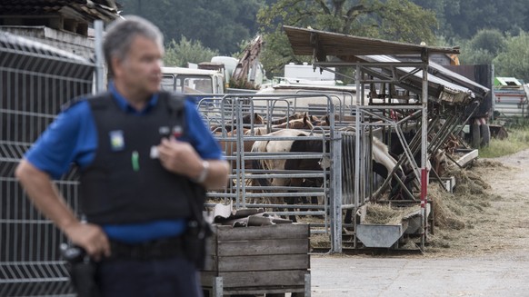 Die Polizei sichert die ersten Tiere vom Hof von Ulrich K., der wegen der Quaelerei von Pferden unter Verdacht steht, aufgenommen am Dienstag, 8. August 2017, in Hefenhofen. (KEYSTONE/Ennio Leanza)