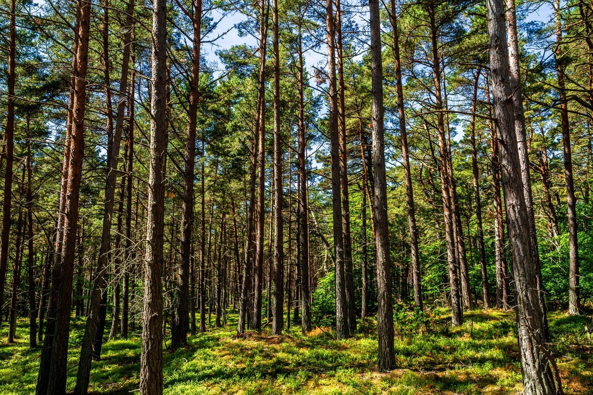 Un jeune de 16 ans a été retrouvé sans vie samedi matin dans une forêt près de Willisau. Les autorités privilégient la piste d’un accident et ont ouvert une enquête.
