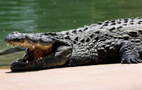 epa10576739 A Nile Crocodile (Crocodylus niloticus) at Dubai Crocodile Park in the Gulf emirate of Dubai, United Arab Emirates, 17 April 2023. The new Dubai Crocodile Park which will open to the publi ...