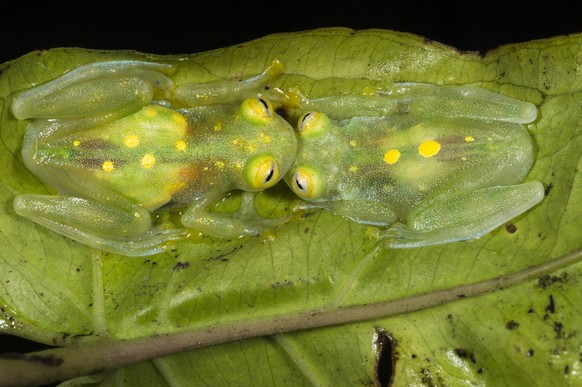 Glass frogs Hyalinobatrachium aureoguttatum two on leaf, captive, occurs in Ecuador, Colombia, and Panama. PUBLICATIONxINxGERxSUIxAUTxONLY 1535564 PetexOxford