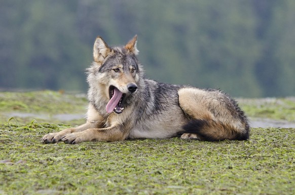 Vancouver Island Grey wolf (Canis lupus crassodon) alpha female yawning, Vancouver Island, British Columbia, Canada, August. PUBLICATIONxINxGERxSUIxAUTxONLY 1451732 BertiexGregory

Vancouver Iceland G ...